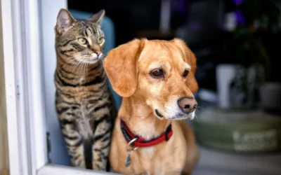 Must Love Dogs and Cats