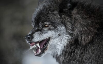 Animals and Mysteries
